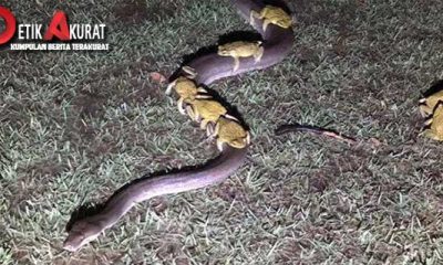 ini-penampakan-aneh-ular-piton-gendong-kawanan-kodok-di-australia