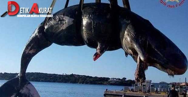 keterlaluan-22kg-plastik-ditemukan-di-perut-paus-hamil